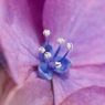 花　２