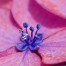 花　３
