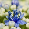 花　５