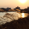 夕風になびく