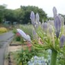 雨の公園