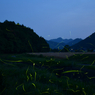 Fireflies.