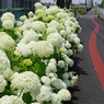 道路端の白い紫陽花