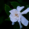 くちなしの白い花　P1300717zz
