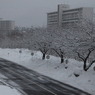 雪の花