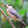 ヤマガラ（幼鳥）