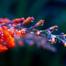 Gift from the rain　P1300766zz