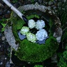 苔手水