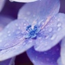 雨の後 １