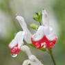 雨のいたずら　１