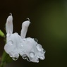 雨のいたずら３