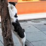セクシーポーズにゃの…☆どうかしら…？♡