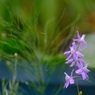 薄紫の可憐な花