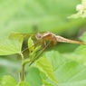 草場にて