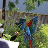 インカ(インコ)の舞③