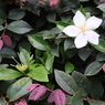面としての植物
