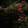 錆と薔薇のオマージュ