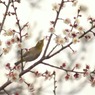 のびきってま～～す！