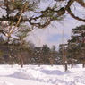 本丸の松は　赤松と黒松そして大王松