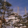 手前の一本は雪吊り途中