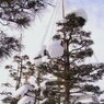 重い雪の負けるな！