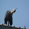 鳥っ①　知り合いの