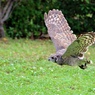 誰だ　誰だ　誰だ　空の彼方に踊る影♪