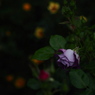 夜の青薔薇