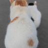 まえ～ならえ！