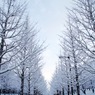 雪の並木道