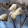冬の紫陽花