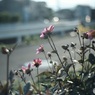 チープレンズ　開放f1.6で　ダリア