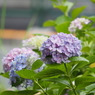 紫陽花その１