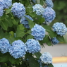 紫陽花その２