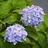 紫陽花その３