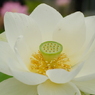 ハスの花