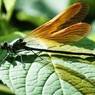 costalis