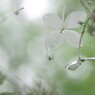 雨のノリウツギ