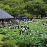 大賀ハスの千葉公園・今まで７５０輪程咲いた様です！