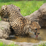 「晴れ」大きな猫が水を飲んでいました！！