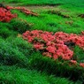 レンゲツツジ　img060zz【フィルム】