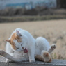 猫大笑い！！