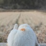 たけし君・・・・・ハイ！