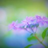 紫陽花ボケフォト３