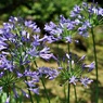 アガパンサスアラカルト②