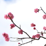 梅の花