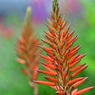 花言葉は「健康」