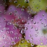 梅雨なのにローランサンの様な