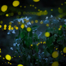 光を纏う山紫陽花