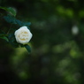 白薔薇